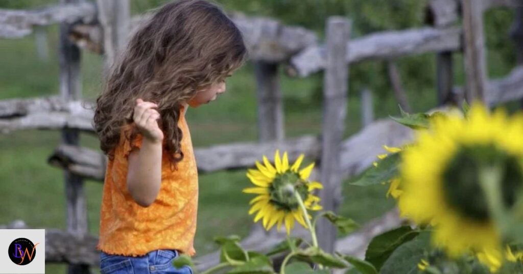 when do sunflowers bloom uk